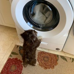 Havanese Puppies from Dori Scott