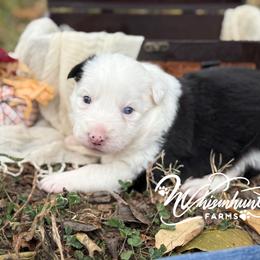 Blue eye - Black and white female Border Collie puppy in Nashville, Arkansas from Whisenhunt Farms