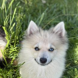 Pomeranians and Pomskies from Cherrywell Carnivora