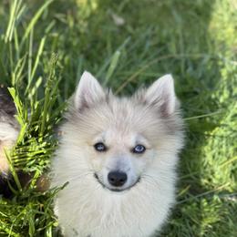 Pomeranians and Pomskies from Cherrywell Carnivora