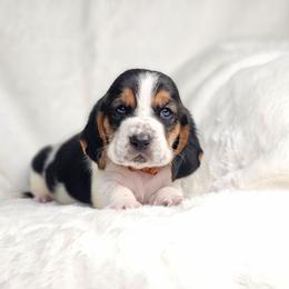 Topaz- Orange Collar - Black brown and white male Basset Hound puppy in Valley, Washington from Peaceful Valley Paws