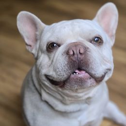 Morph - French Bulldog