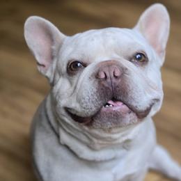Morph - French Bulldog