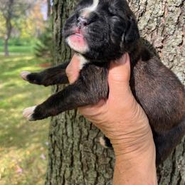 Brindle boy 2 - Brindle male Boxer puppy in Plainwell, Michigan from Hope's Beautiful Boxers