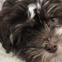Havanese and Sheepadoodles from KK's Havanese