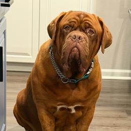 Cora (AKA Donna) - Dogue de Bordeaux