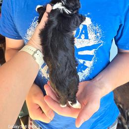 Little boy - Black and white male Havanese puppy in Melba, Idaho from Lawson Havanese