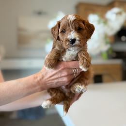 Smooch - Red  male Goldendoodle puppy in Farmington, Utah from Happy Day Doodles