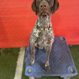 Goose - German Shorthaired Pointer