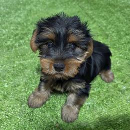 Clau - Black and tan male Yorkshire Terrier puppy in Massachusetts from Cutie Yorkies