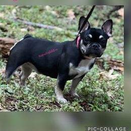 Zawadi - French Bulldog