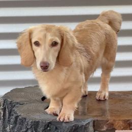 Almond Joy - Dachshund