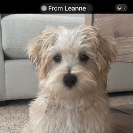 Morkie Puppies from The Morkie Mom