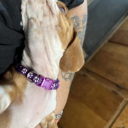Dachshund Puppies from Witchy Woman’s Wiener’s