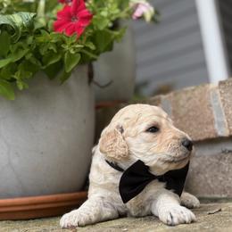 Dean - Apricot male Goldendoodle puppy in Camden, North Carolina from Oopsie Doodles of NC