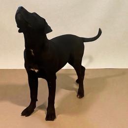 Girl- call name: Panthers - Brindle female Mastiff puppy in Racine, Wisconsin from FrontlineK9 Boarding & Training LLC