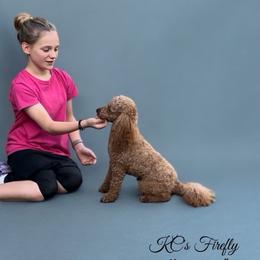 Firefly - Poodle