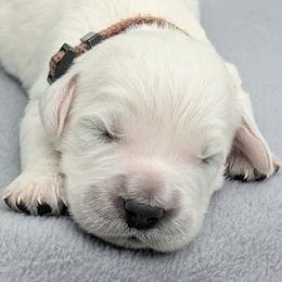 Monty - Light golden male Golden Retriever puppy in Walnut Grove, Missouri from Forever Your Puppies