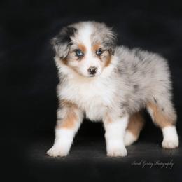 Aussiedoodle and Australian Shepherd Puppies from SS Australian Shepherds and Aussiedoodles