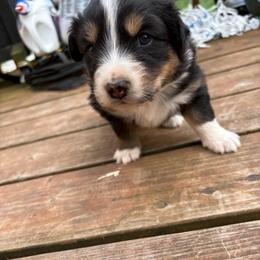 Vader - Black tri-color male Australian Shepherd puppy in Yelm, Washington from Country Rose Australian Shepherds
