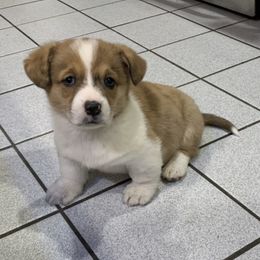 American Corgis and Poodles from Sittin Pretty Puppies