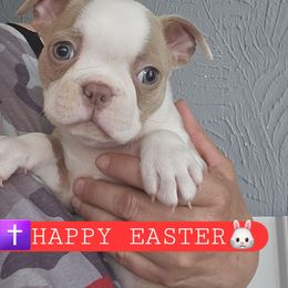 Red collar Girl - Seal and white Boston Terrier puppy in Versailles, Indiana from Benhams Bostons