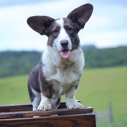 Evie - Cardigan Welsh Corgi