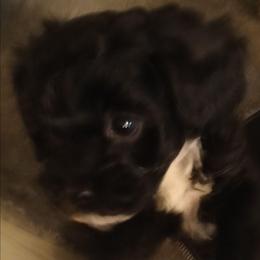 Cookie - Black female Cavapoo puppy in East Providence, Rhode Island from Marta's Cavaliers
