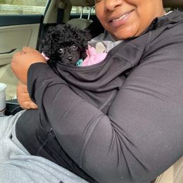 Poodle Puppies from My Little Poodle