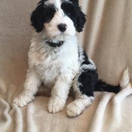Portuguese Water Dog Puppies from Blue Run PWD