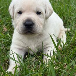 Moose- blue collar- third pick male reserved for Holly - Yellow male Labrador Retriever puppy in Isanti, Minnesota from Four Corners Family Labs
