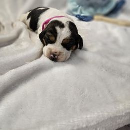 Pink girl - Black tan and bluetick female Beagle puppy in Lore City, Ohio from Loves Kennel