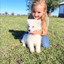 Graham - White male Samoyed puppy in Durant, Oklahoma from OrangeLine Samoyeds