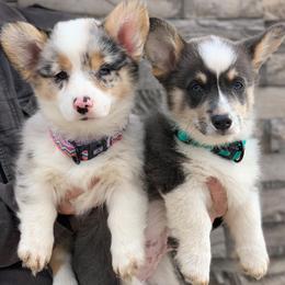 Pembroke Welsh Corgi Puppies from Nunas Corgis