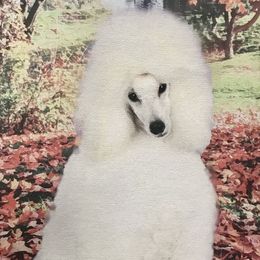 Purity - Poodle