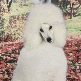 Purity - Poodle