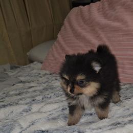 Asia - Black and tan female Pomeranian puppy in Angleton, Texas from Pomeranian Palace, LLC