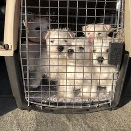 Shihpoo, Shih Tzu, and West Highland White Terrier Puppies from Westie Way & Polly Tzu Shih tzu and more