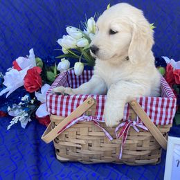 Girl 3 Green (Molly) - Light golden Golden Retriever puppy in Pacheco, California from One Thousand Tails