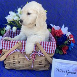 Girl 3 Green (Molly) - Light golden Golden Retriever puppy in Pacheco, California from One Thousand Tails