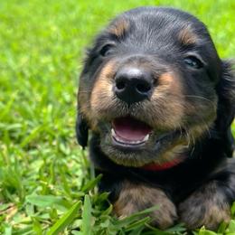 Bud - Black and tan male Dachshund puppy in Mabank, Texas from Lovin’ Li’s Furry Sausages