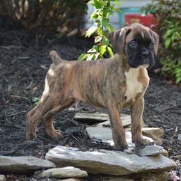 Boxer Puppies from Euro Boxx Boxers