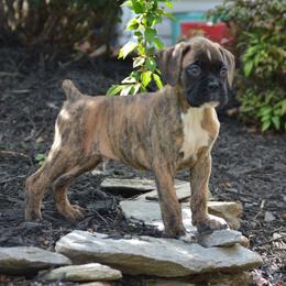 Boxer Puppies from Euro Boxx Boxers