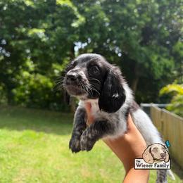 Safi (CKC) - Piebald female Dachshund puppy in Ocala, Florida from The Wiener Family
