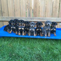German Pinscher Puppies from Iron Heart Kennels