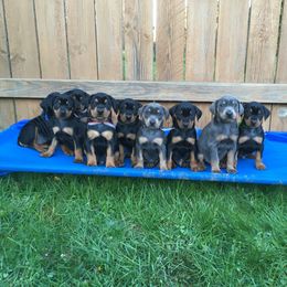 German Pinscher Puppies from Iron Heart Kennels