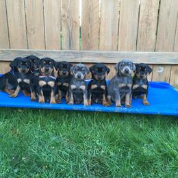 German Pinscher Puppies from Iron Heart Kennels