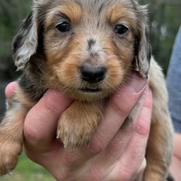 Dachshunds from Wyches Bayou Dachshunds