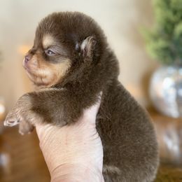 Charlie - Chocolate and tan male Pomeranian puppy in Kilgore, Texas from 5 Star Poms