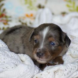 Asher - Blue merle male Miniature American Shepherd puppy in Chocowinity, North Carolina from Foxtail Hollow
